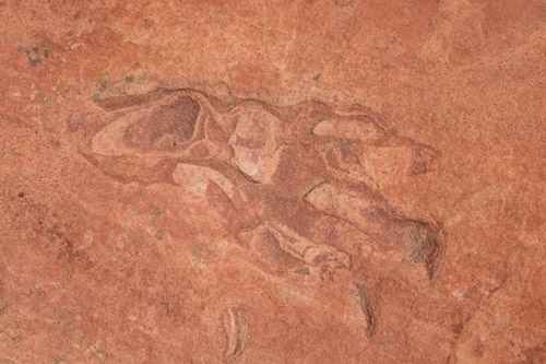 Coyote Buttes South Dinosaur Track